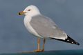 Ring-billed Gull at Toronto, Ontario, كندا
