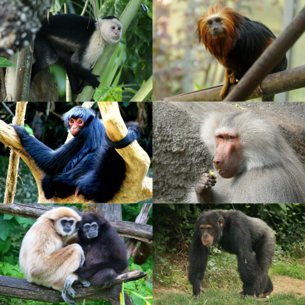 ملف:Simiiformes.png