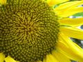 Sunflower Macro