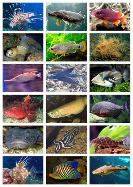 ملف:Teleostei Diversity.jpg