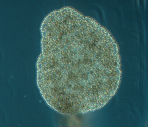 Trichoplax adhaerens photograph.png