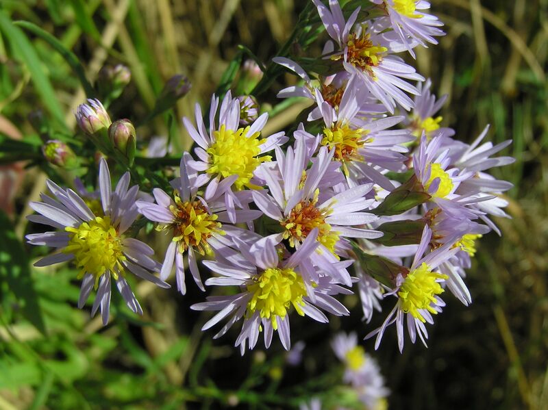 ملف:Tripolium pannonicum (flowers).jpg