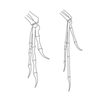 Outline of bones in forelimbs of Deinonychus and Archaeopteryx. Both have two fingers and an opposed claw with very similar layout, although Archaeopteryx has thinner bones.