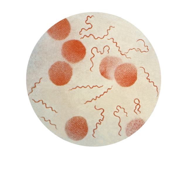 ملف:Borrelia recurrentis CDC.png