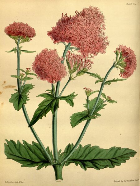 ملف:Centranthus macrosiphon Paxton 067.jpg