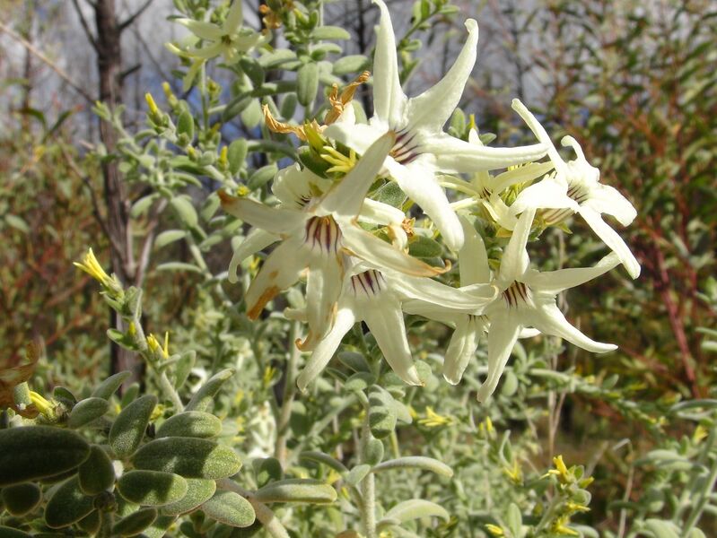 ملف:Cyphantera albicans notabilis-1.jpg