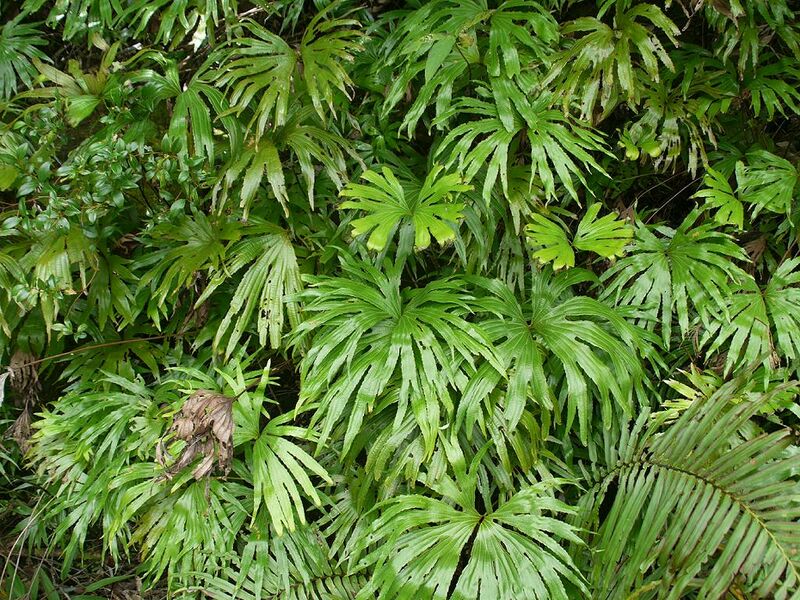 ملف:Dipteris conjugata ybrgub01.jpg