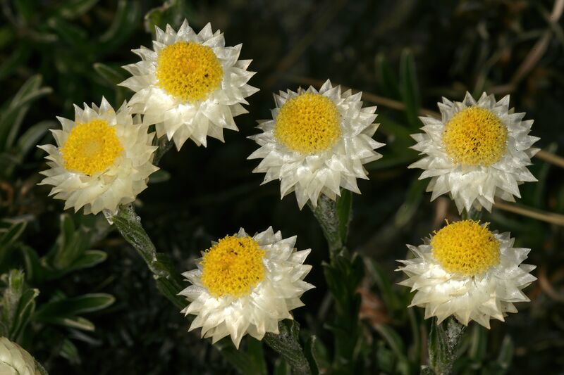 ملف:Helichrysum chionosphaerum 1DS-II 3-9505.jpg