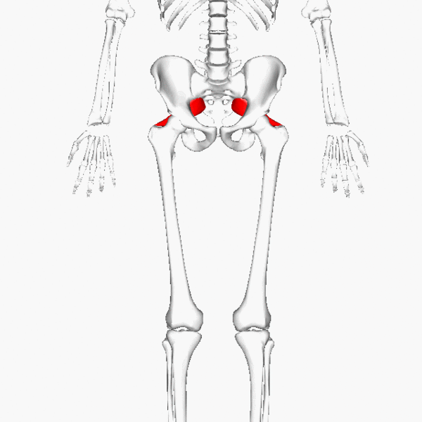 ملف:Piriformis large.gif