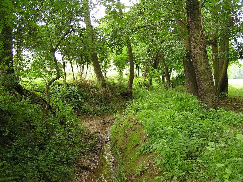 ملف:Seulbach TS Waeldchen.jpg