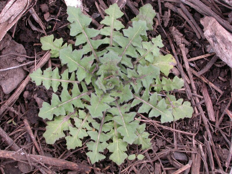 ملف:Sisymbrium altissimum (5006628634).jpg