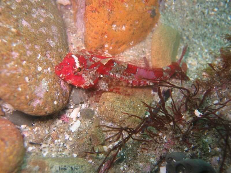 ملف:Snubnose sculpin.JPG