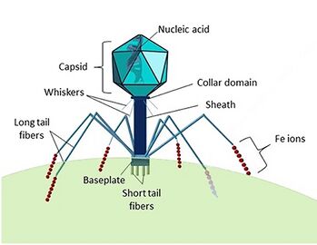 A myovirus typically has a regular icosahedral capsid (head) about 100 nanometers across.