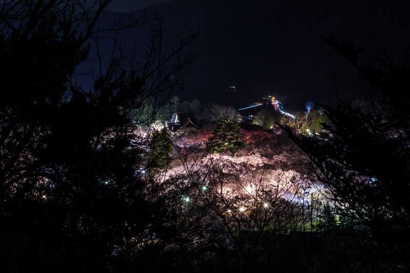 ملف:高遠城址公園 桜01.jpg