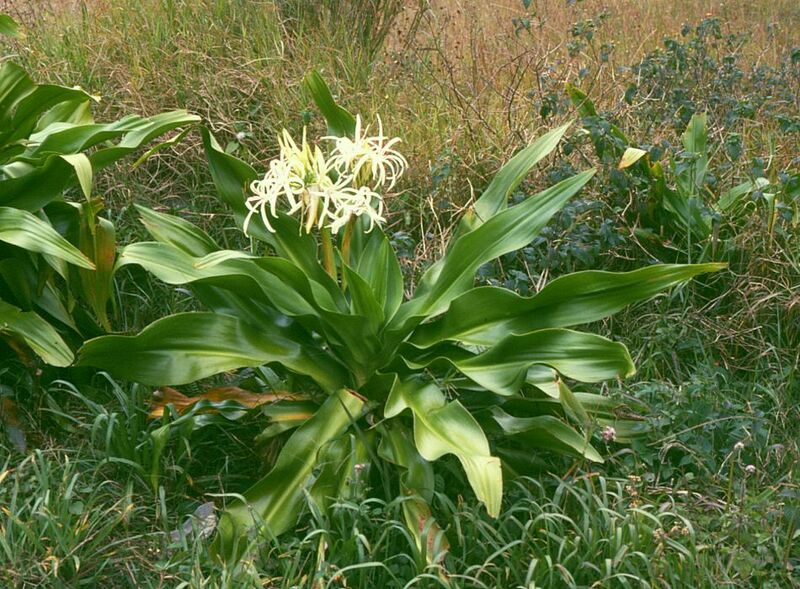 ملف:Crinum asiaticum 1.jpg