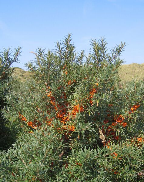 ملف:Hippophae rhamnoides-01 (xndr).JPG