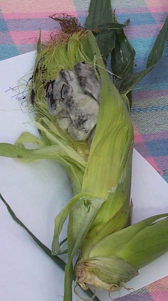ملف:Huitlacoche.jpg