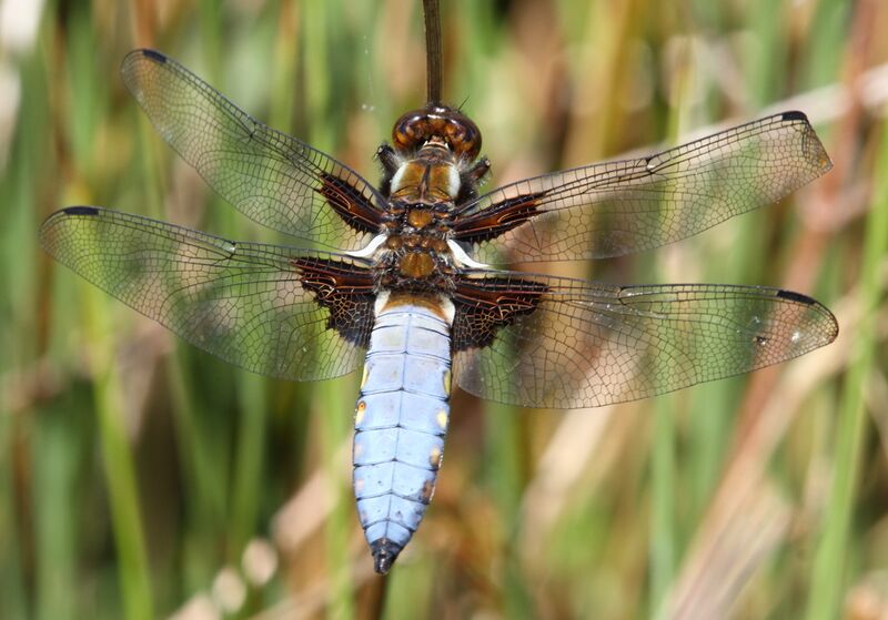 ملف:Libellula depressa Picellwr praff.jpg