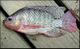 Nile tilapia.jpg