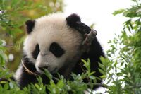 Su Lin giant panda bear cub at the San Diego Zoo.jpg