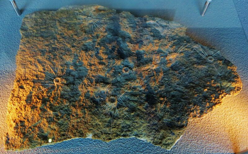 ملف:Acrosalenia bradfordensis Naturalis.JPG