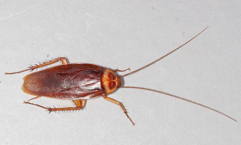 ملف:American-cockroach.jpg
