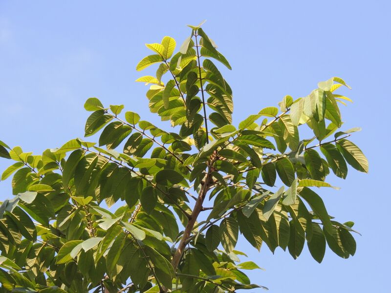 ملف:Araribá-rosa"Centrolobium tomentosum" Brazilian, canarywood.jpg