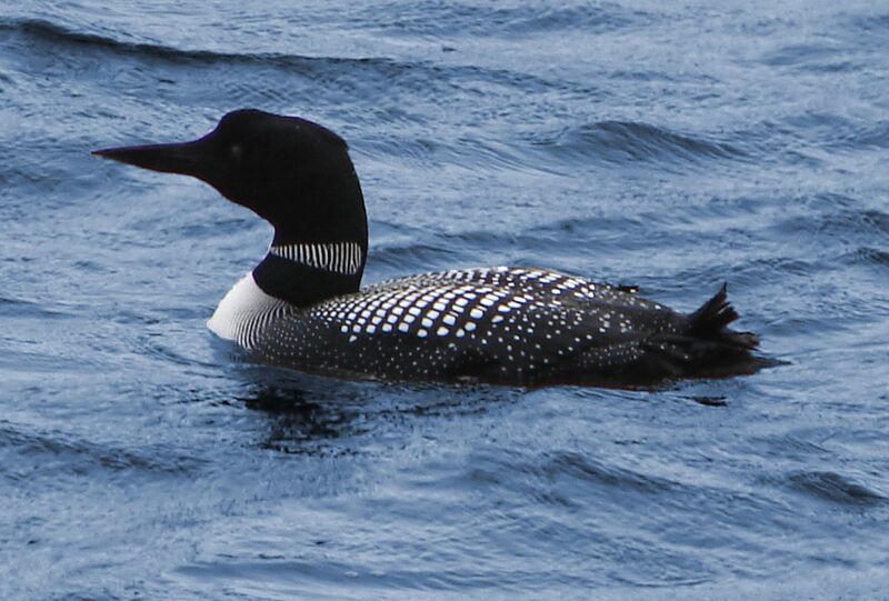 ملف:Common Loon.jpg