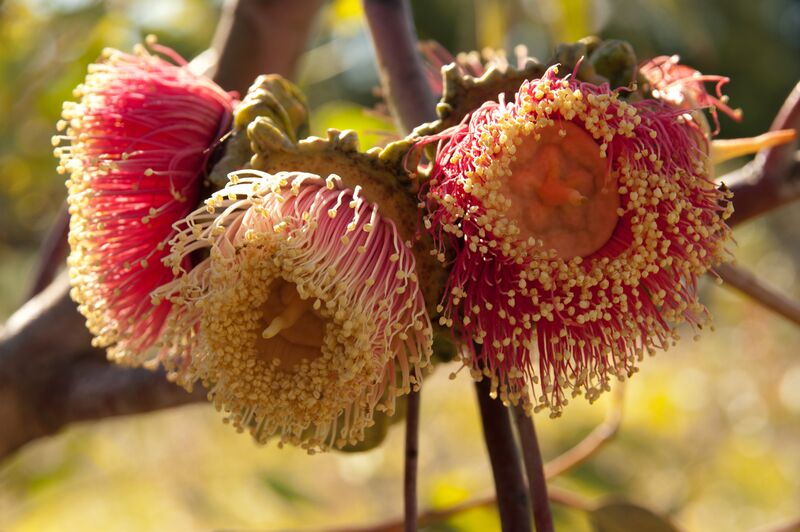 ملف:Eucalyptus youngiana KP gnangarra-12.jpg