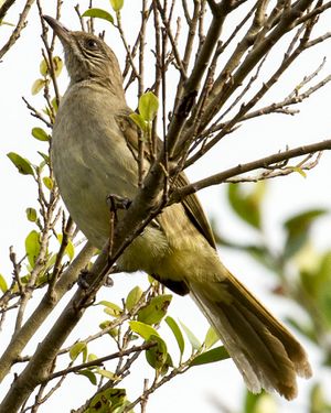 Streak-eared Bulbul Pycnonotus blanfordi photographed in Thailand in 2013 by Devon Pike.jpg