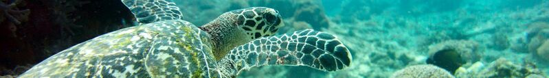 ملف:Banner Nusa Penida turtle.jpg