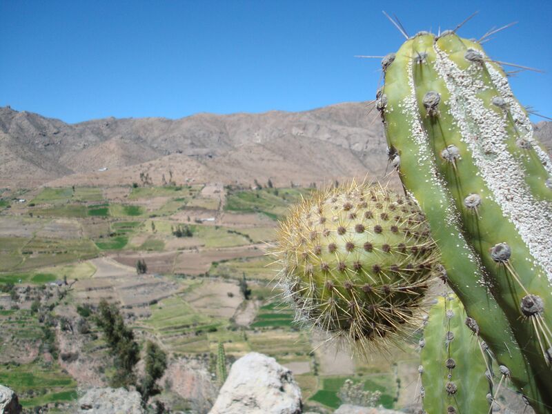 ملف:Corryocactus brevistylus.jpg