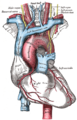 The aortic arch and its branches
