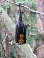 تعتبر خفافيش الفاكهة مستودع طبيعي لڤيروس نيپاه.