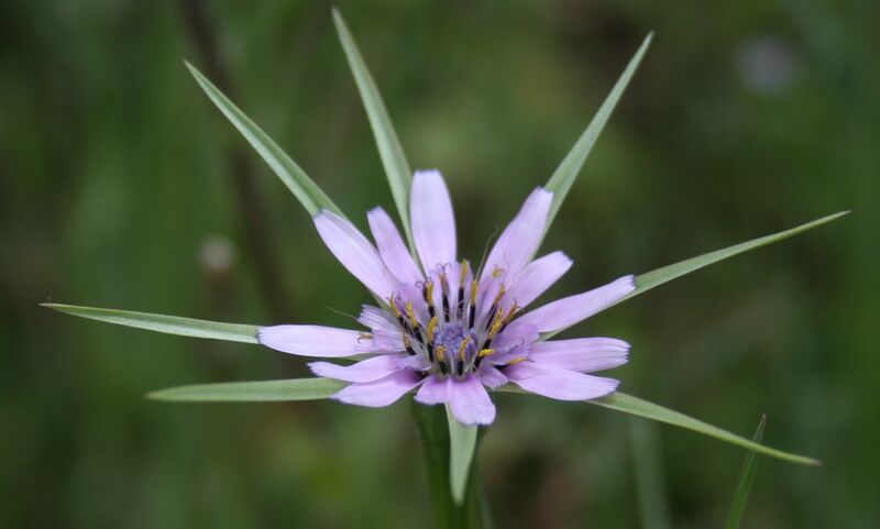 ملف:Tragopogon hybridus--.jpg