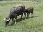 Water buffalo suckling calf, Bario, Sarawak 1.jpg