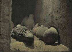 متحف التمساح22.jpg