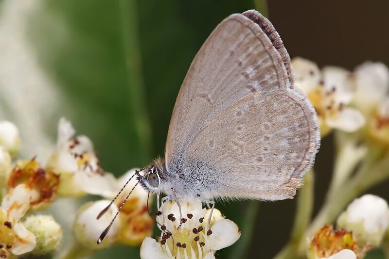 ملف:Common grass blue.jpg