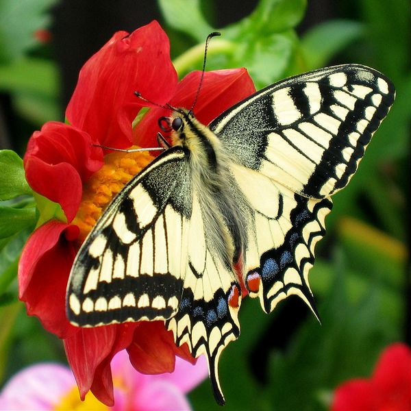 ملف:Fesoj - Papilio machaon (by).jpg