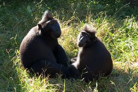 صورة معبرة عن الموضوع مكاك أسود