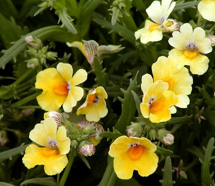 ملف:Nemesia Sunsatia Banana.jpg