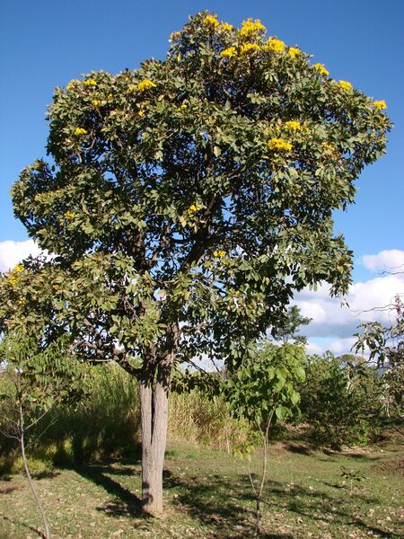 ملف:Tabebuia aurea tree.jpg