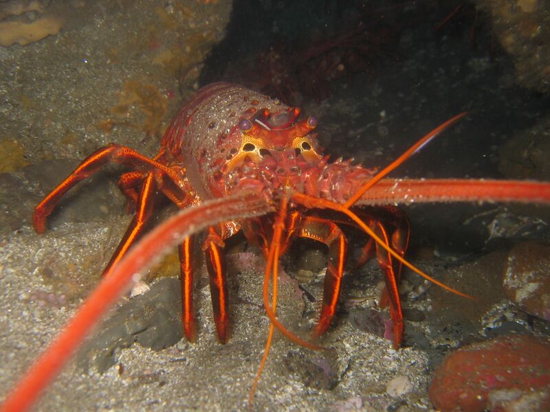 ملف:California spiny lobster.JPG