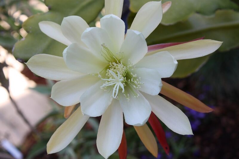 ملف:Epiphyllum crenatum Chichicastenango (4714573168).jpg