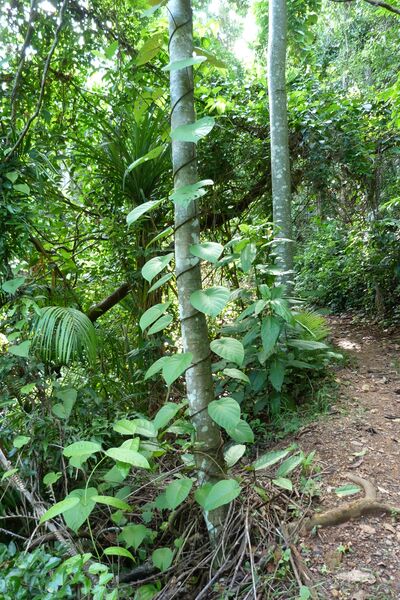 ملف:Merremia peltata (6546304185).jpg