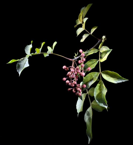 ملف:Zanthoxylum piperitum.jpg