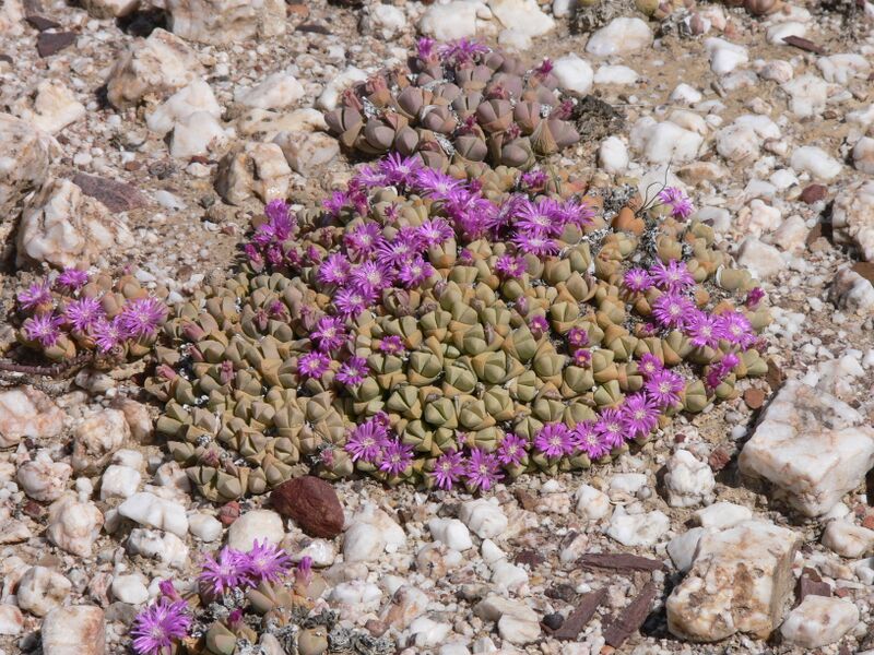 ملف:Antimima P1020690.JPG