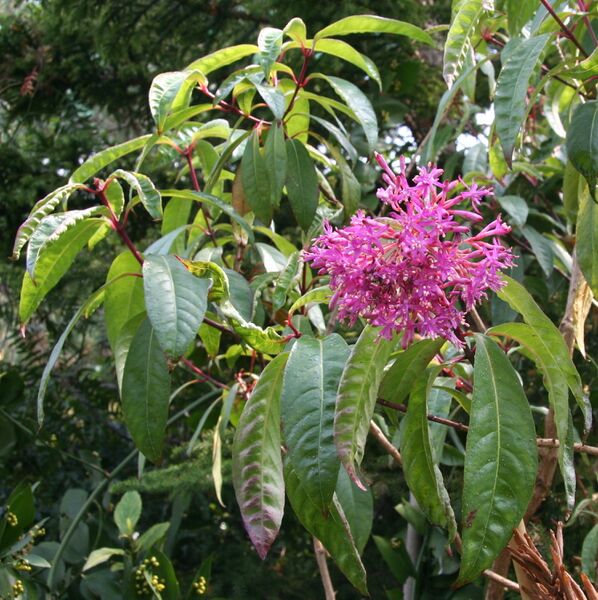 ملف:Fuchsia paniculata 01.jpg