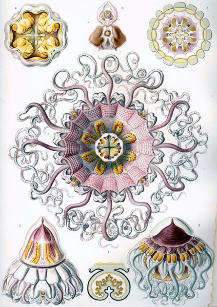 ملف:Haeckel Peromedusae.jpg