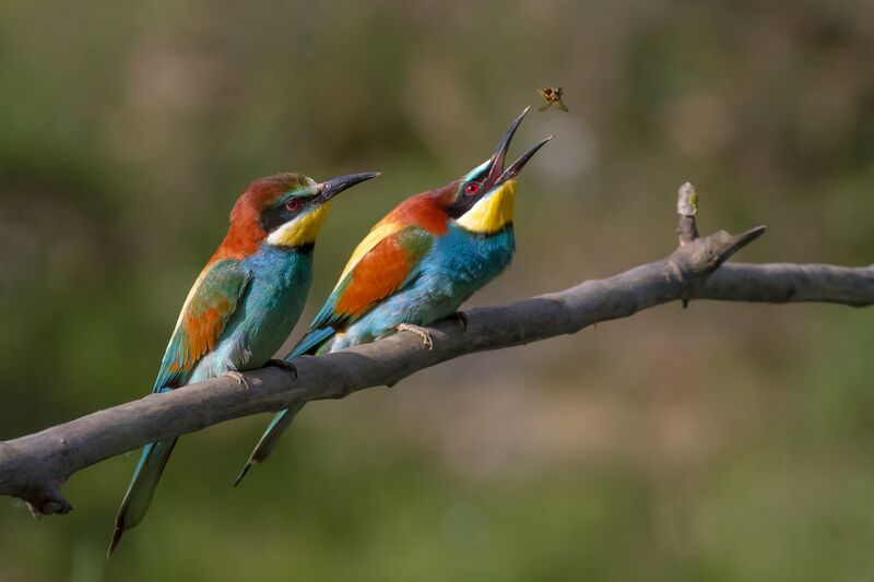 ملف:Merops apiaster 04.jpg